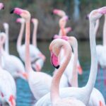 2022-12 - Parc ornithologique du Pont de Gau - Flamants roses - 09